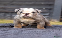 English Bulldog dogs for sale: English Bulldog puppies  - Image 5