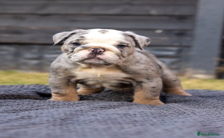 English Bulldog dogs - Advert 1