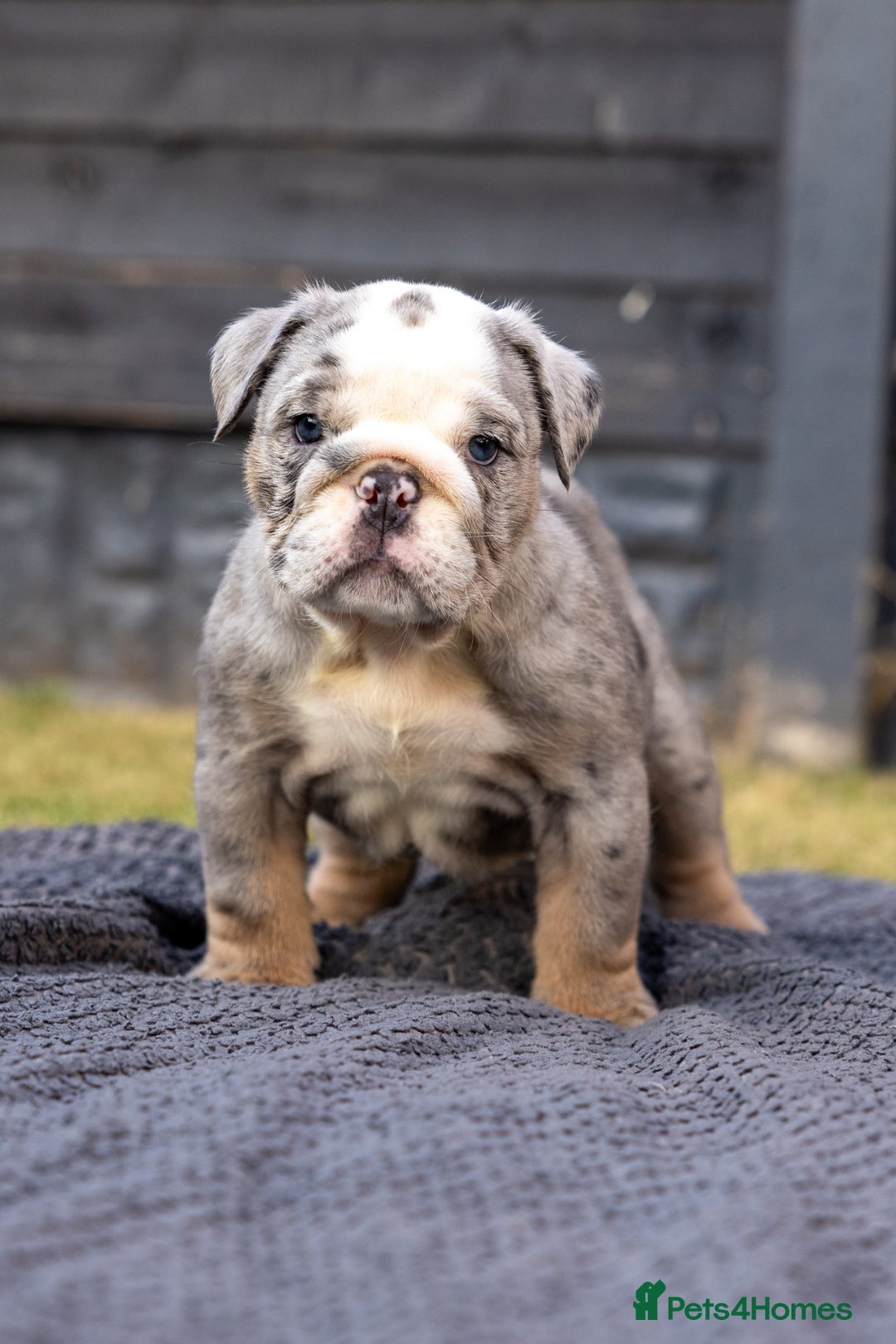 English Bulldog dogs for sale: English Bulldog puppies  - Image 5