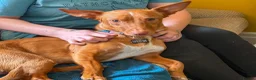 Mixed Breed dogs for adoption: Shadow - Podenco Maneto  in Birmingham - Advert 4