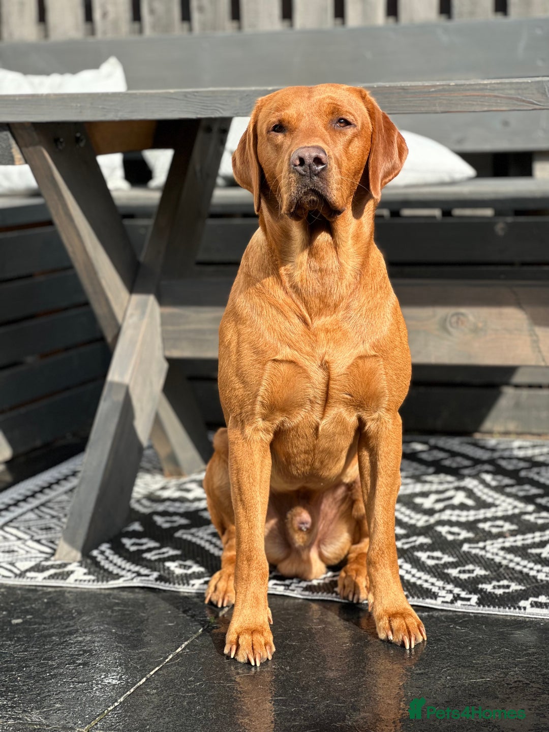 Labrador Retriever dogs for stud: Kc registered proven stud dog  - Advert 4