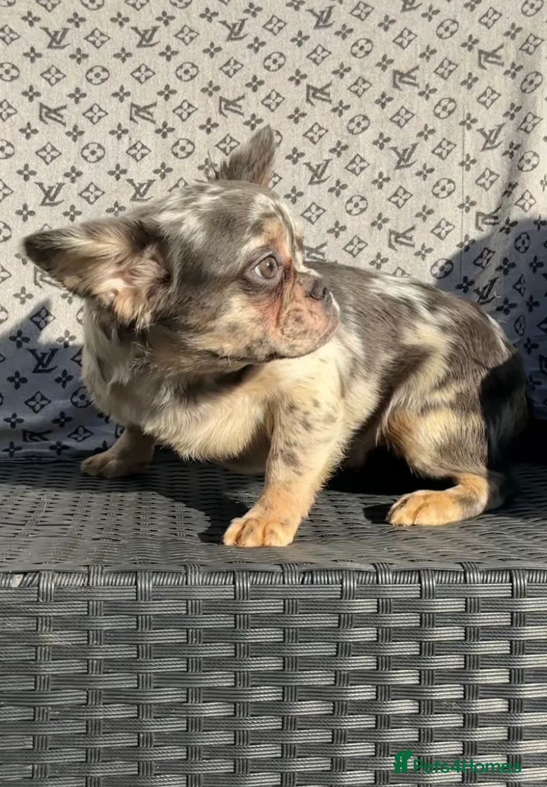French Bulldog dogs for sale: ✨ Enchanted Frenchie Puppies Ready Now! ✨ - Advert 1