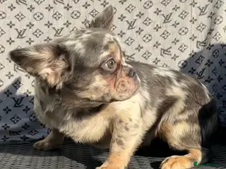 French Bulldog dogs ✨ Enchanted Frenchie Puppies Ready Now! ✨ - Advert 10