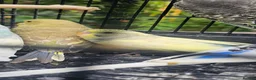 Budgerigars birds for sale: Baby budgies for sale  in Waltham Abbey - Advert 20