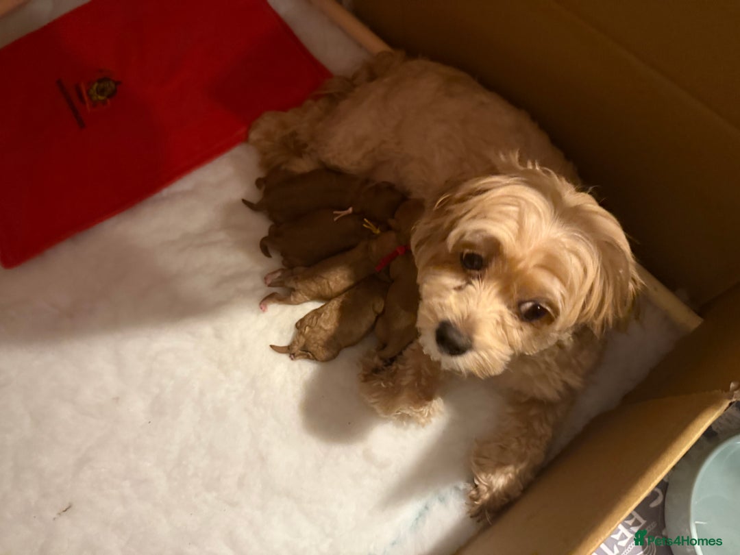 Maltipoo dogs for sale: Red maltipoo puppies - Advert 5