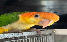 Parrots birds for sale: Yellow thighed caiques - hand reared - Image 1
