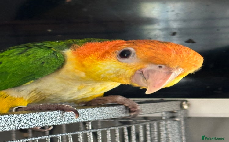 Parrots birds - Advert 2