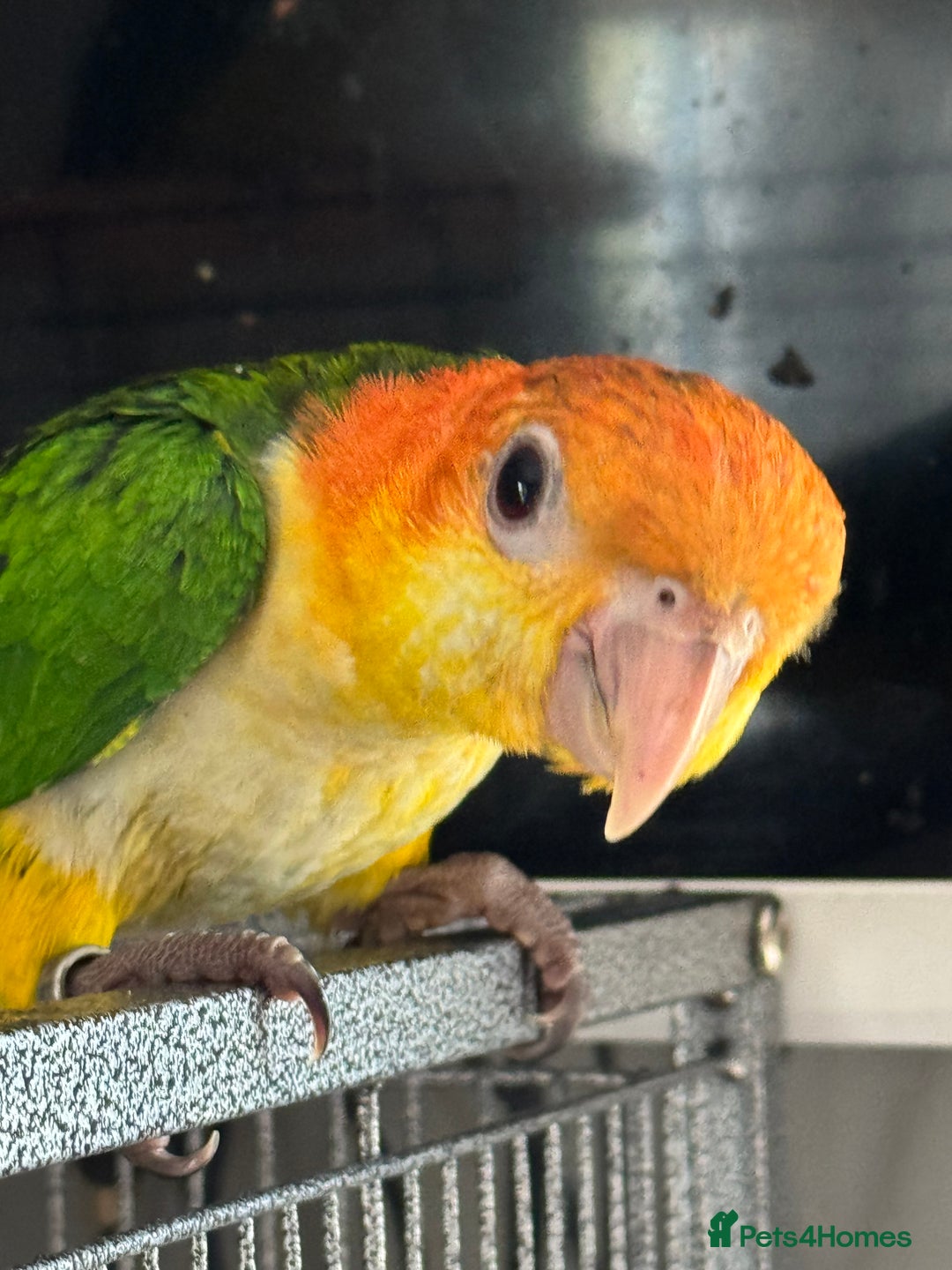 Parrots birds for sale: Yellow thighed caiques - hand reared - Image 1