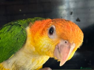Parrots birds Yellow thighed caiques - Advert 7