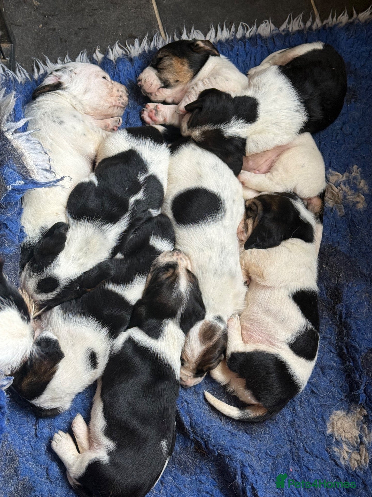Basset Hound dogs Tri colour Bassethound puppies - Advert 2