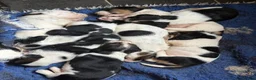 Basset Hound dogs for sale: Tri colour Bassethound puppies - Advert 12