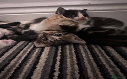 Mixed Breed cats for sale: 5 beautiful kittens for sale  - Image 1