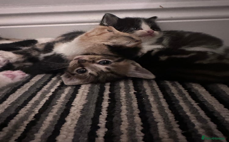 Mixed Breed cats - Advert 5