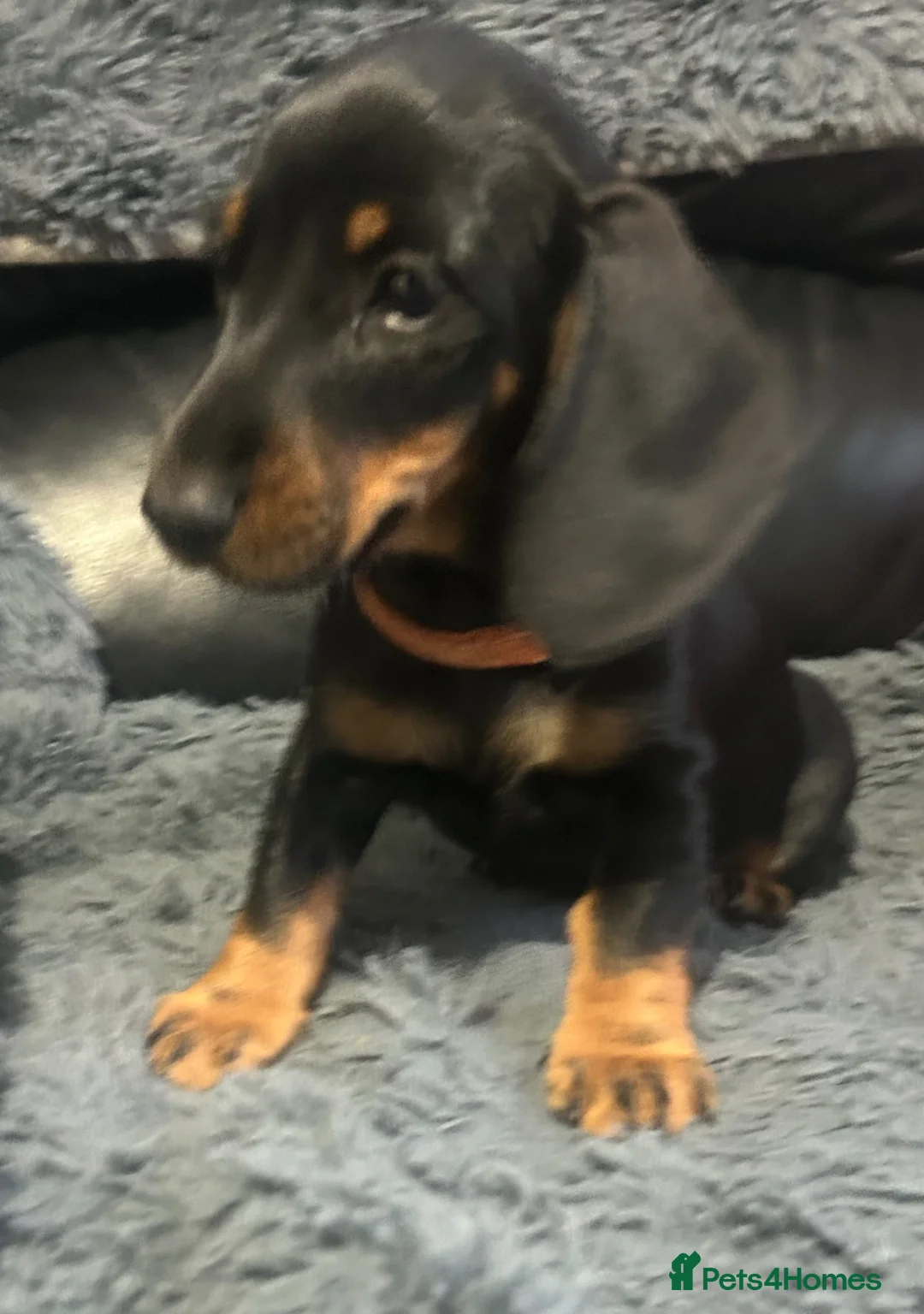 Dachshund dogs for sale: Looking for homes - Advert 4