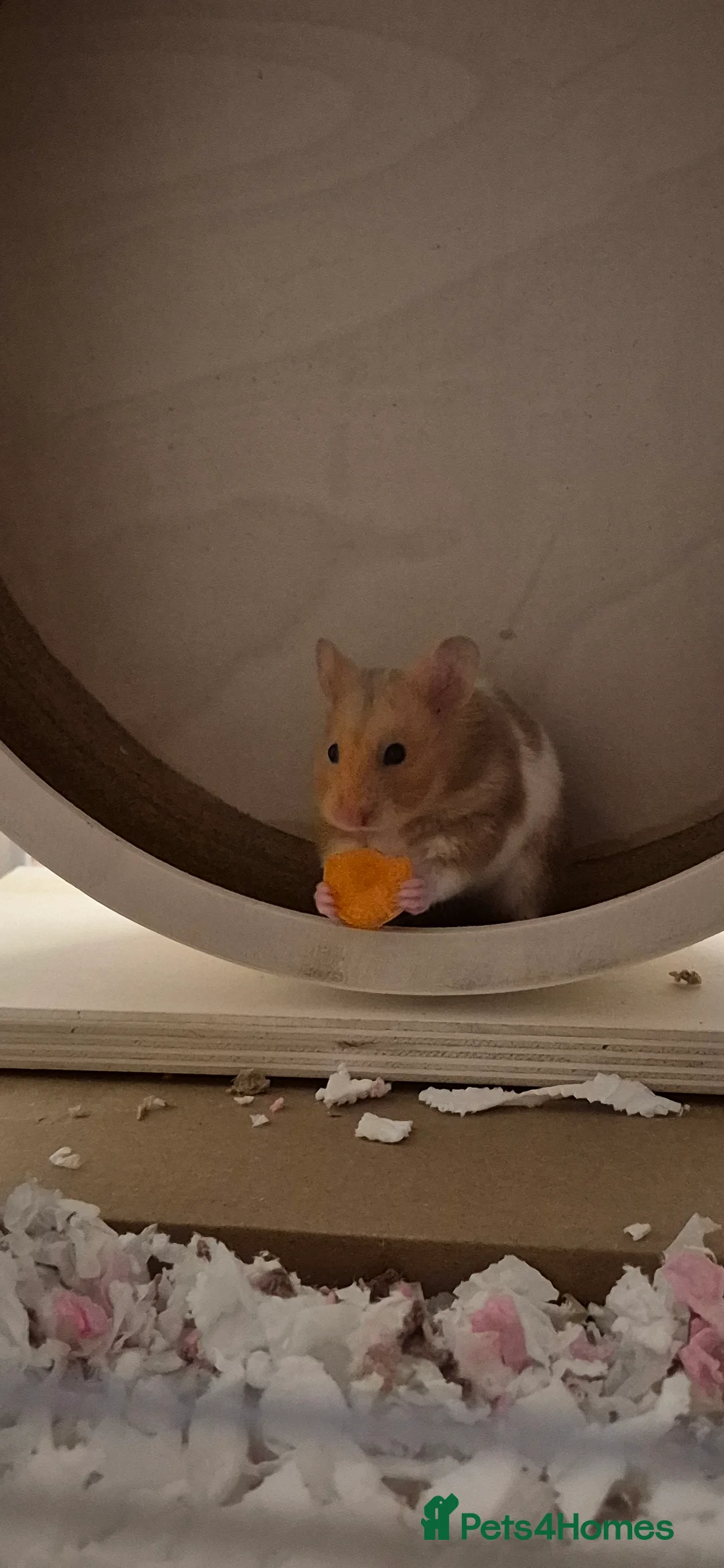 Hamster rodents for sale: My little syrian hamster needs a new home in Glasgow - Advert 2