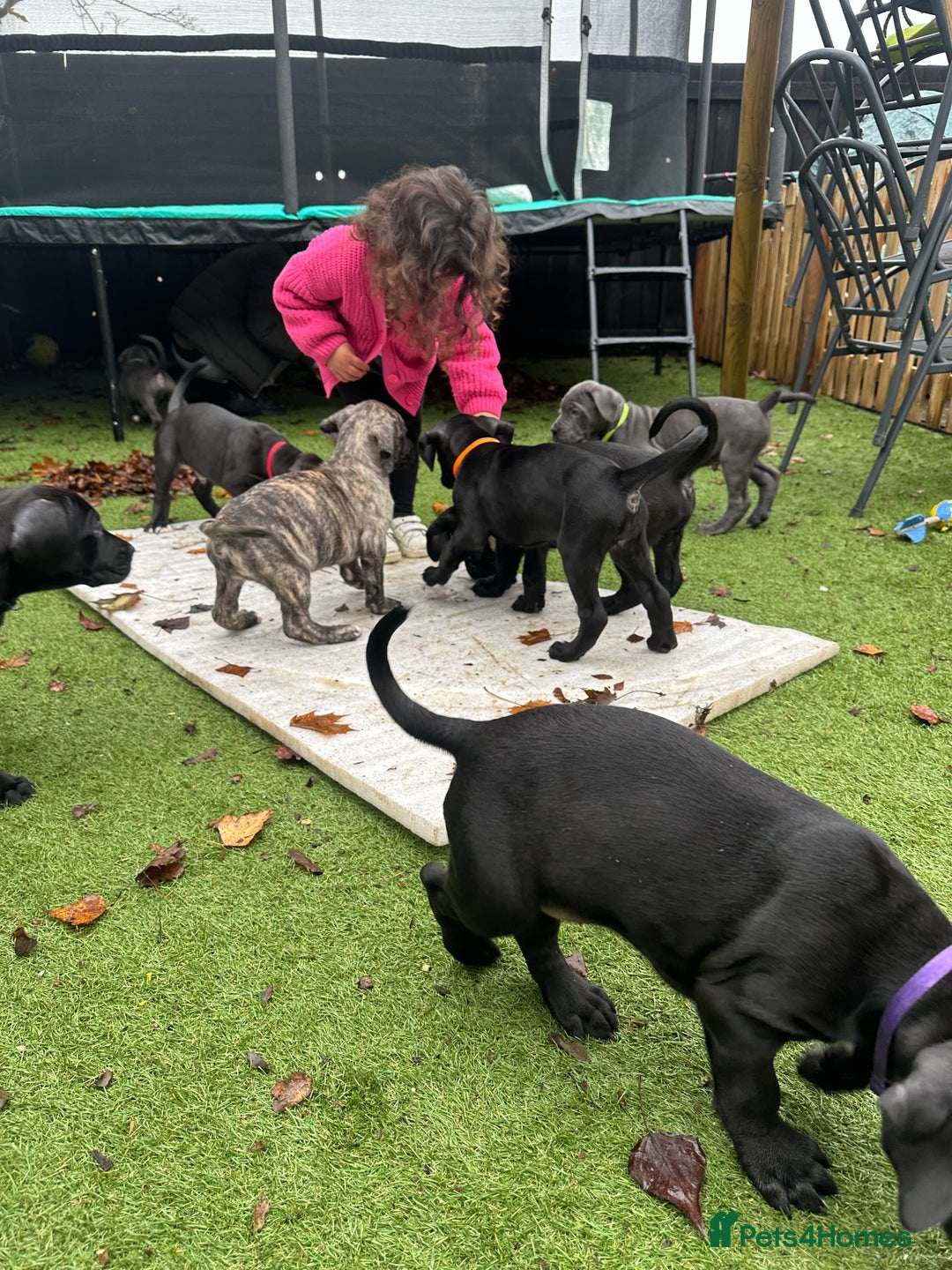 Mixed Breed dogs for sale: Cane corso/Great Dane puppies for sale ✨✨ - Image 17