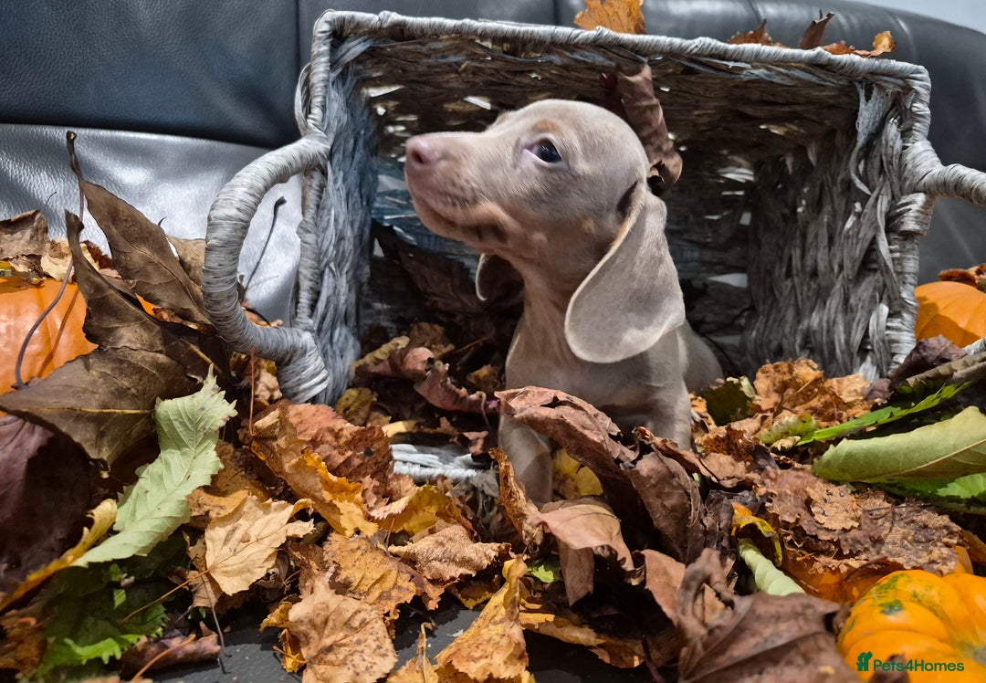Miniature Dachshund dogs for sale: TRUE MINIATURE DASCHUND BABIES only 5 - Image 35