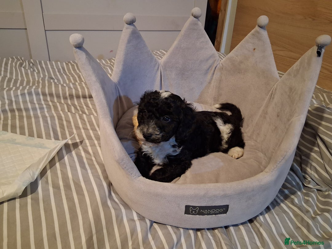 Cockapoo dogs for sale: Male cockapoo - Image 1
