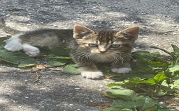 American Shorthair cats for sale: 5 BEAUTIFUL KITTENS FOR SALE - Image 3