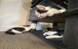 Mixed Breed cats for sale: Gorgeous Maine coone cross kittens! - Image 15