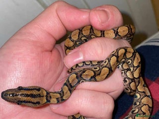 Boa Snake reptiles Baby Brazilian rainbow boa in Dudley - Advert 11