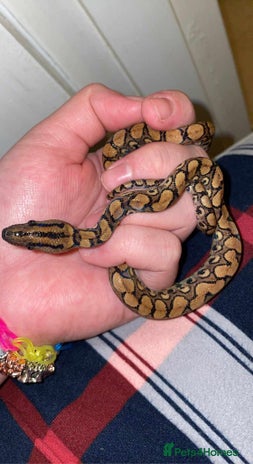 Boa Snake reptiles Baby Brazilian rainbow boa in Dudley - Advert 5