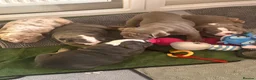 English Bulldog dogs for sale: Winnie’s amazing litter of 6 beautiful babies - Advert 32