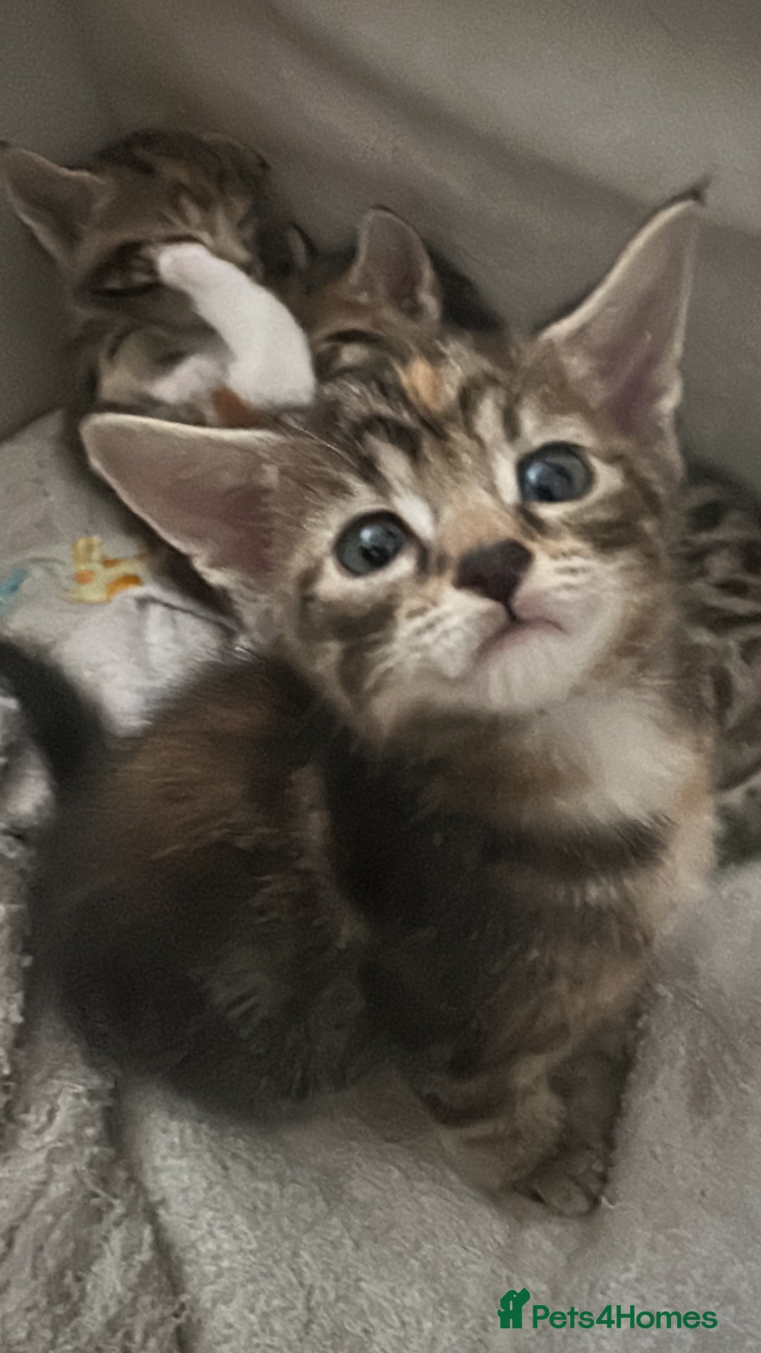 Mixed Breed cats for sale: Beautiful kittens - Image 18