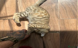 Mixed Breed cats for sale: Crossed BENGALS  - Image 16