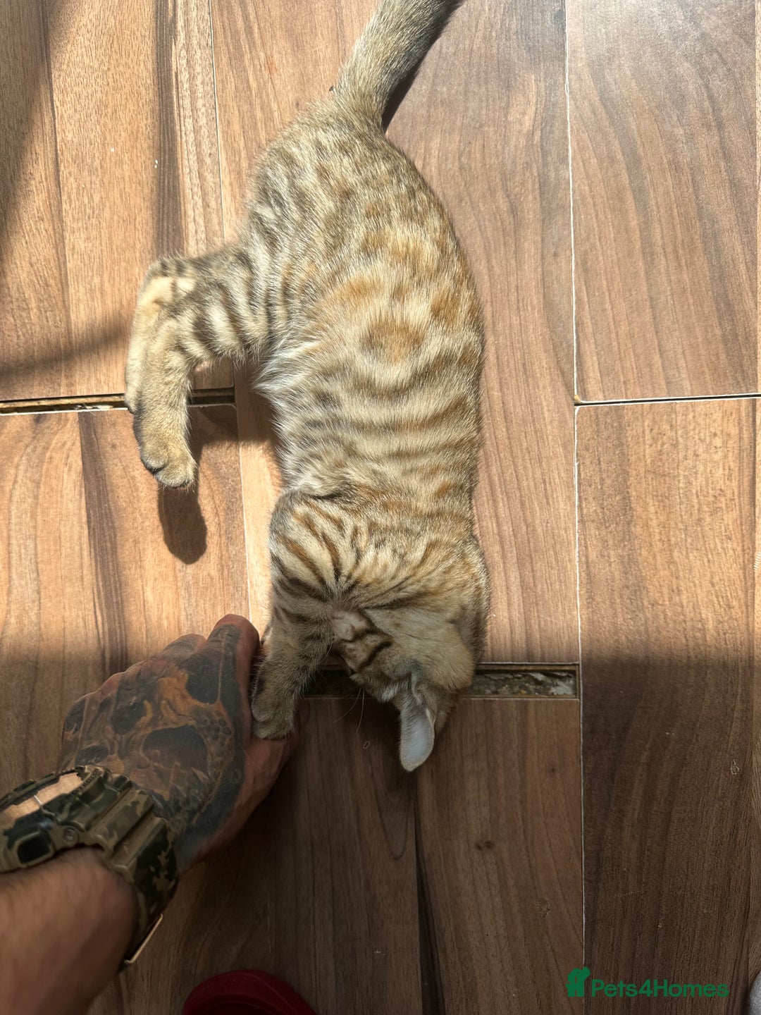 Mixed Breed cats for sale: Crossed BENGALS  - Image 16