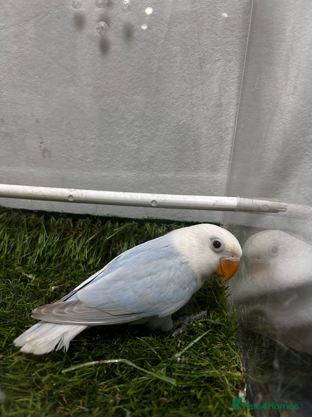 Lovebirds birds for sale: Beautiful mutation fisher opline lovebirds   - Advert 4