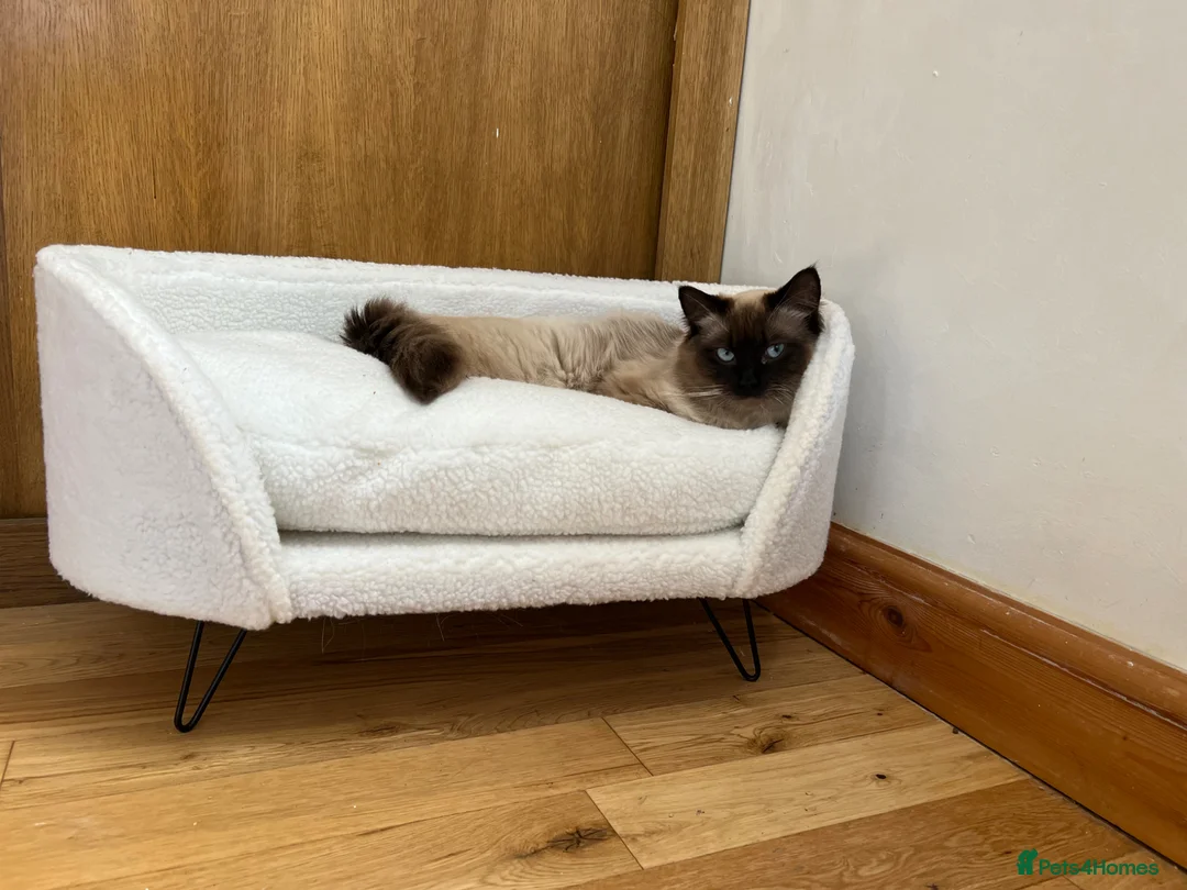 Ragdoll cats for sale: Ragdoll - Advert 2