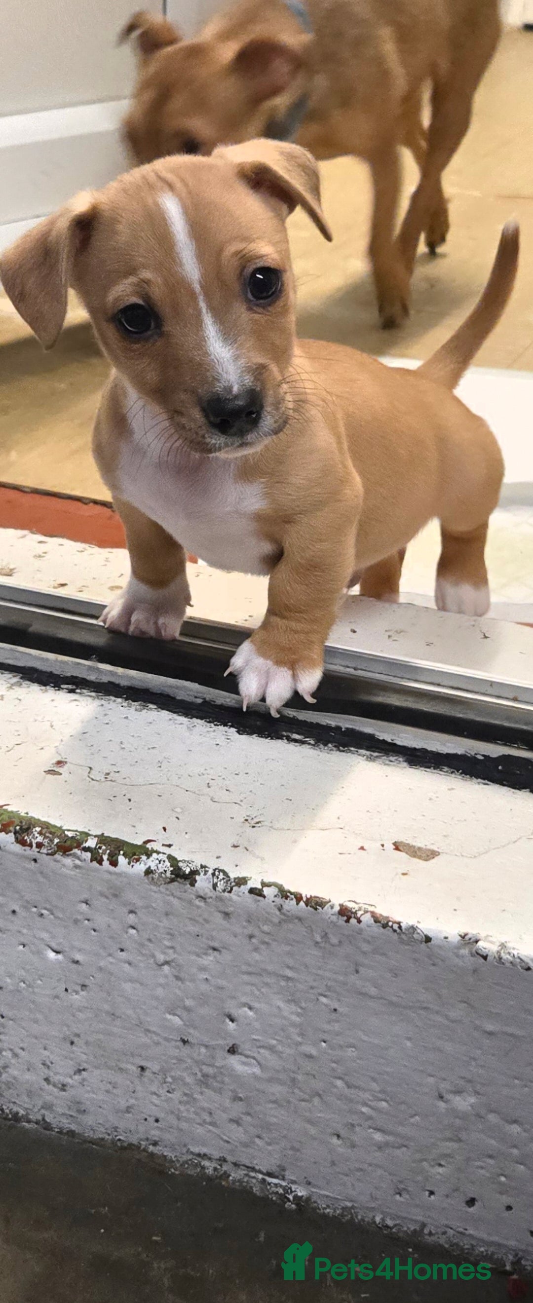 Jack Russell dogs for sale: Jack Russell puppies  - Advert 17