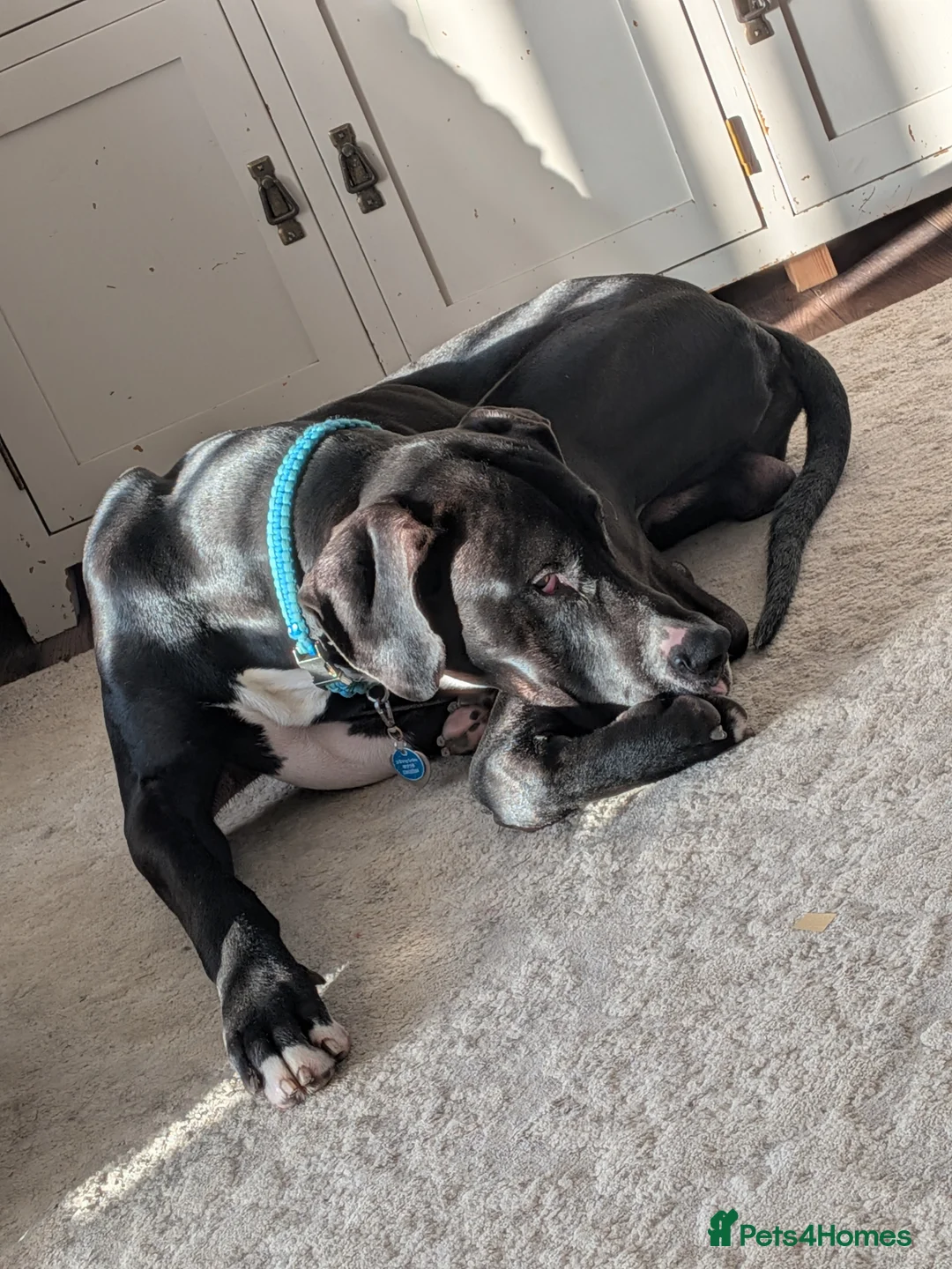 Great Dane dogs for sale: Great Dane  in Newcastle upon Tyne - Advert 2