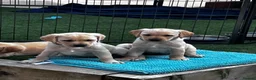 Goldador dogs for sale: Stunning Goldador puppies  - Advert 13