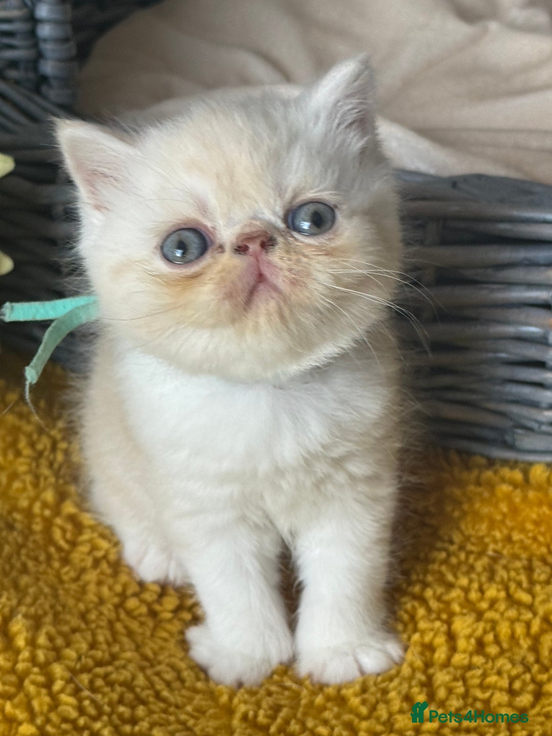 Exotic cats for sale: Superb GCCF Exotic kittens Health Tested parents - Image 16
