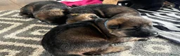 German Shepherd dogs for sale: Chunky German shepherd pups - Advert 5