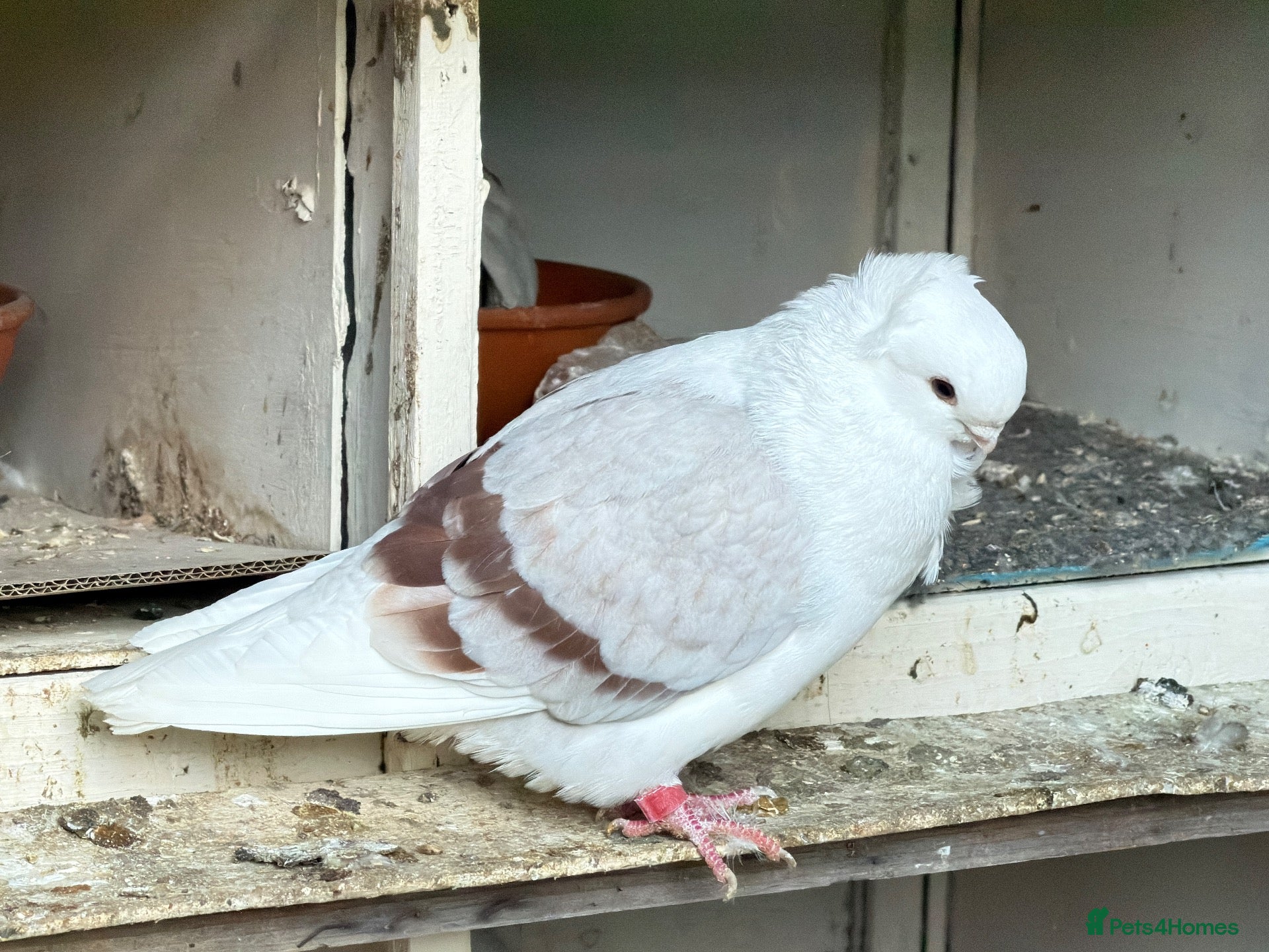 Pigeons birds Fancy pigeons 🕊️ - Advert 8