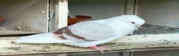 Pigeons birds for sale: Fancy pigeons 🕊️ - Advert 1