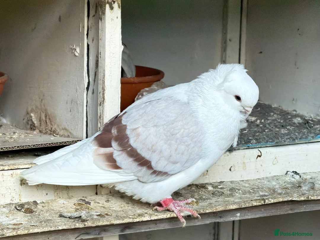 Pigeons birds for sale: Fancy pigeons 🕊️ - Advert 1