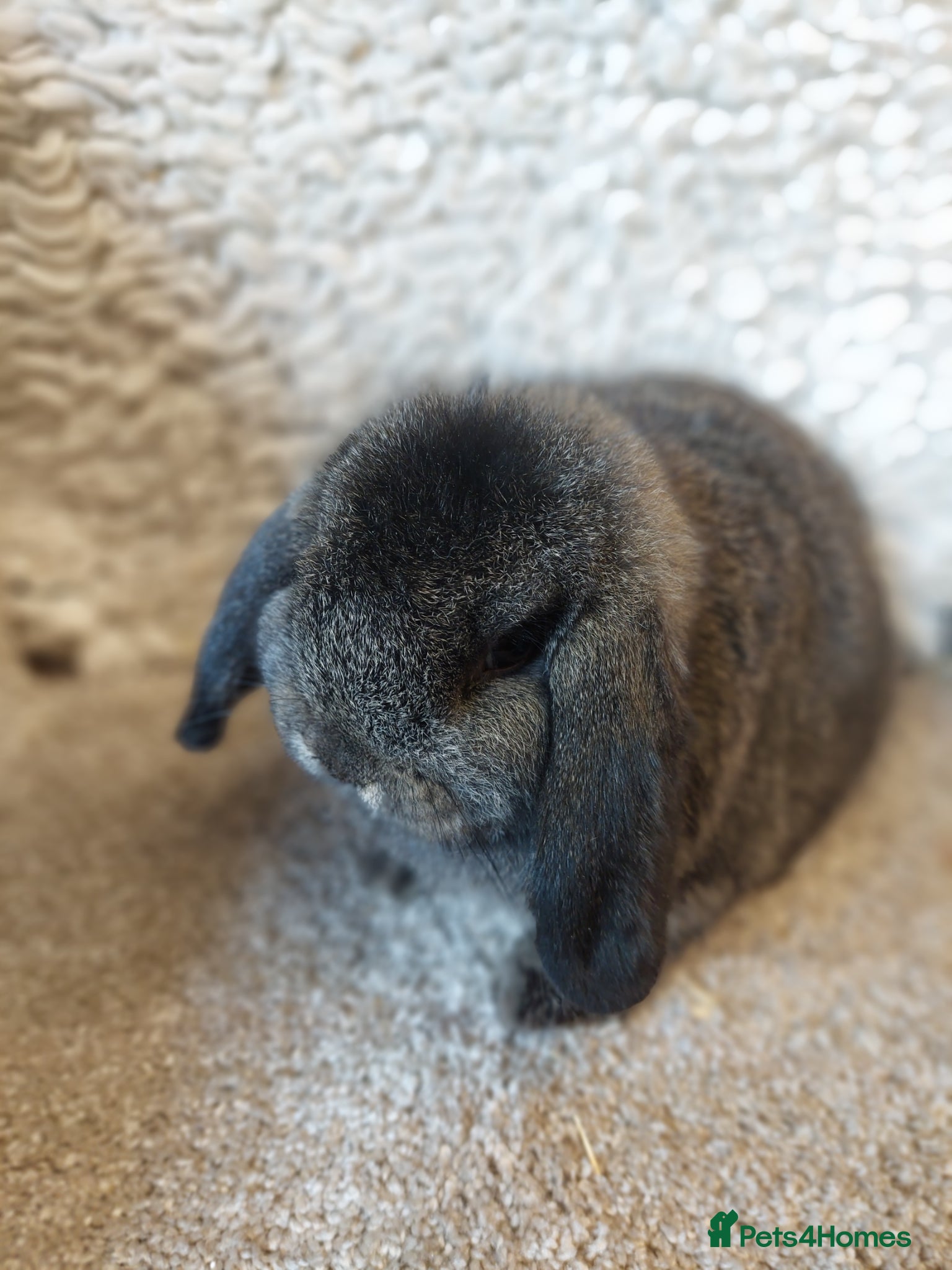 Mini Lop rabbits Last Minilop Buck ready to reserve  - Advert 15