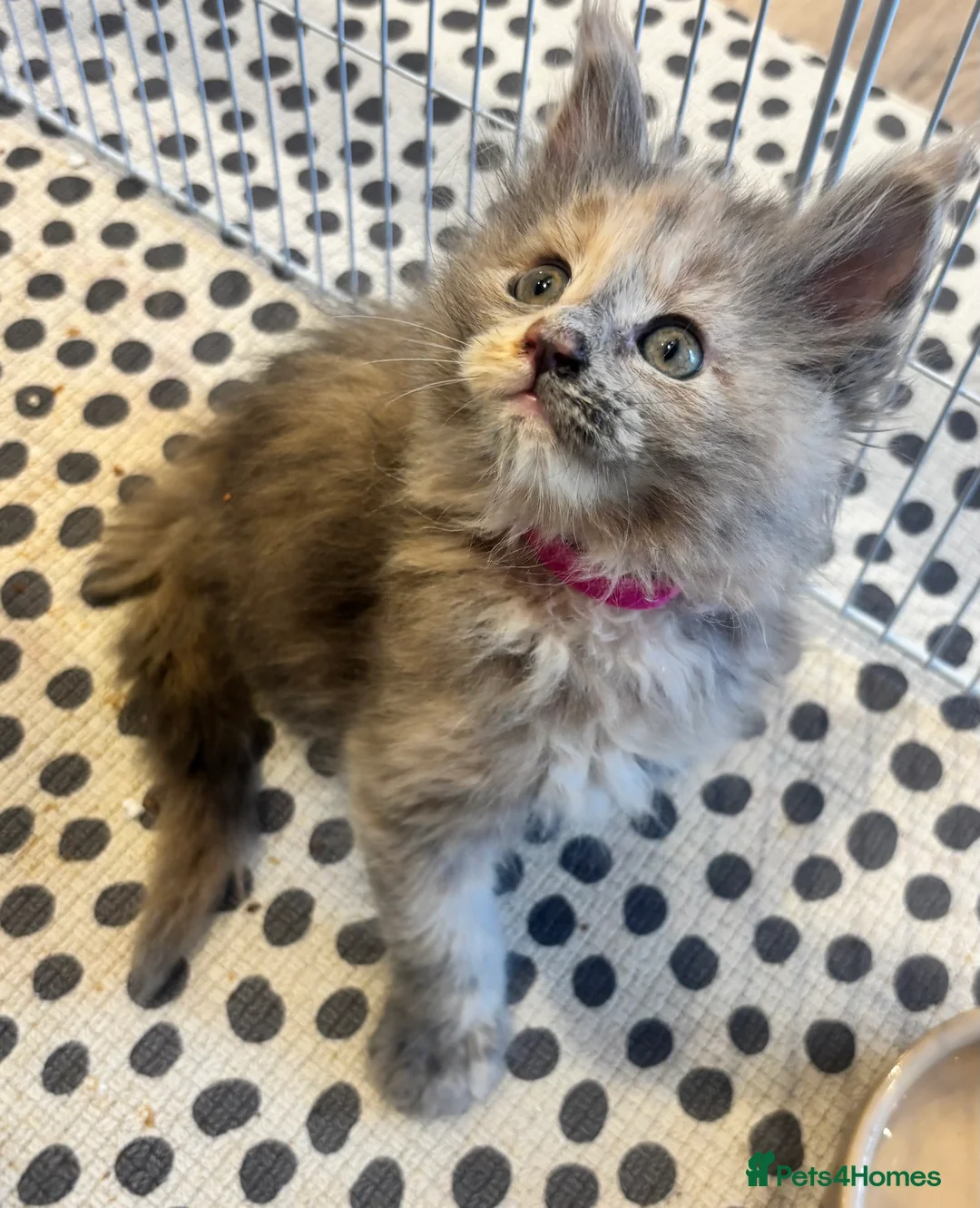 Maine Coon cats for sale: Maine Coon Kittens  - Advert 13