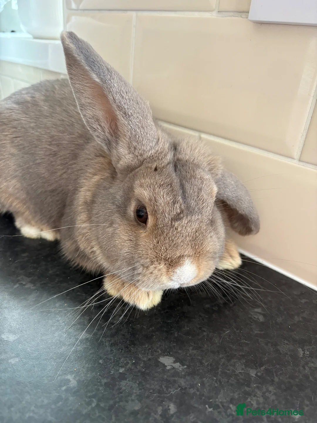 Mixed Breed rabbits for sale: Mini lop/New Zealand bunny  in Torpoint - Advert 2