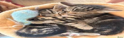 Mixed Breed cats for sale: Gorgeous Tabby Kittens - Advert 2