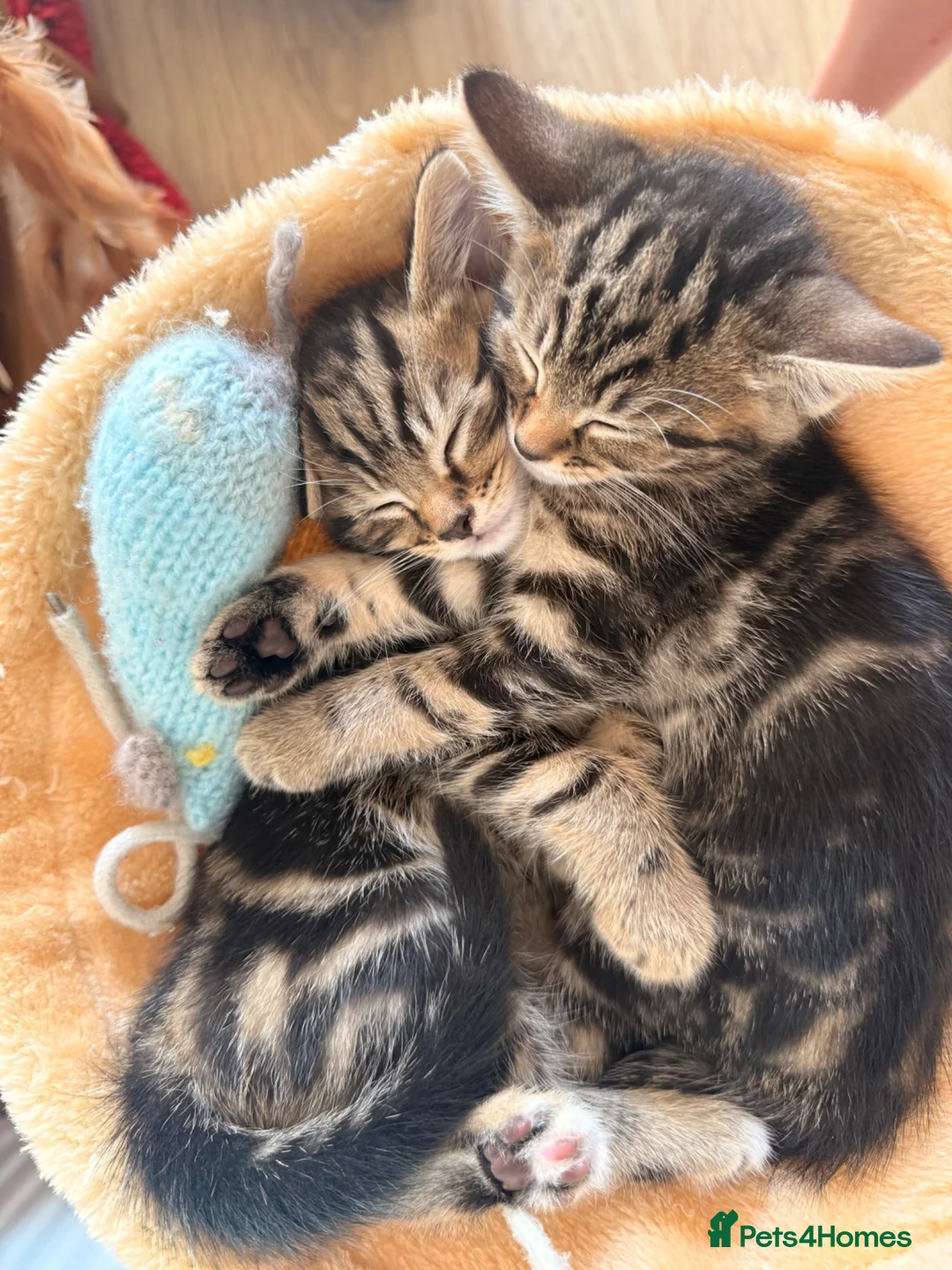 Mixed Breed cats for sale: Gorgeous Tabby Kittens - Advert 2