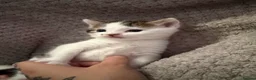 Mixed Breed cats for sale: Mixed breed kittens - Advert 2