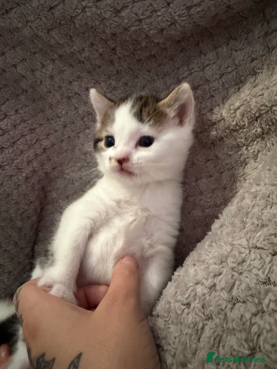 Mixed Breed cats for sale: Mixed breed kittens - Advert 2