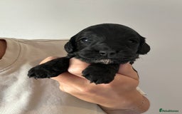 Cockapoo dogs for sale: F1 Cockapoo puppies  - Image 1