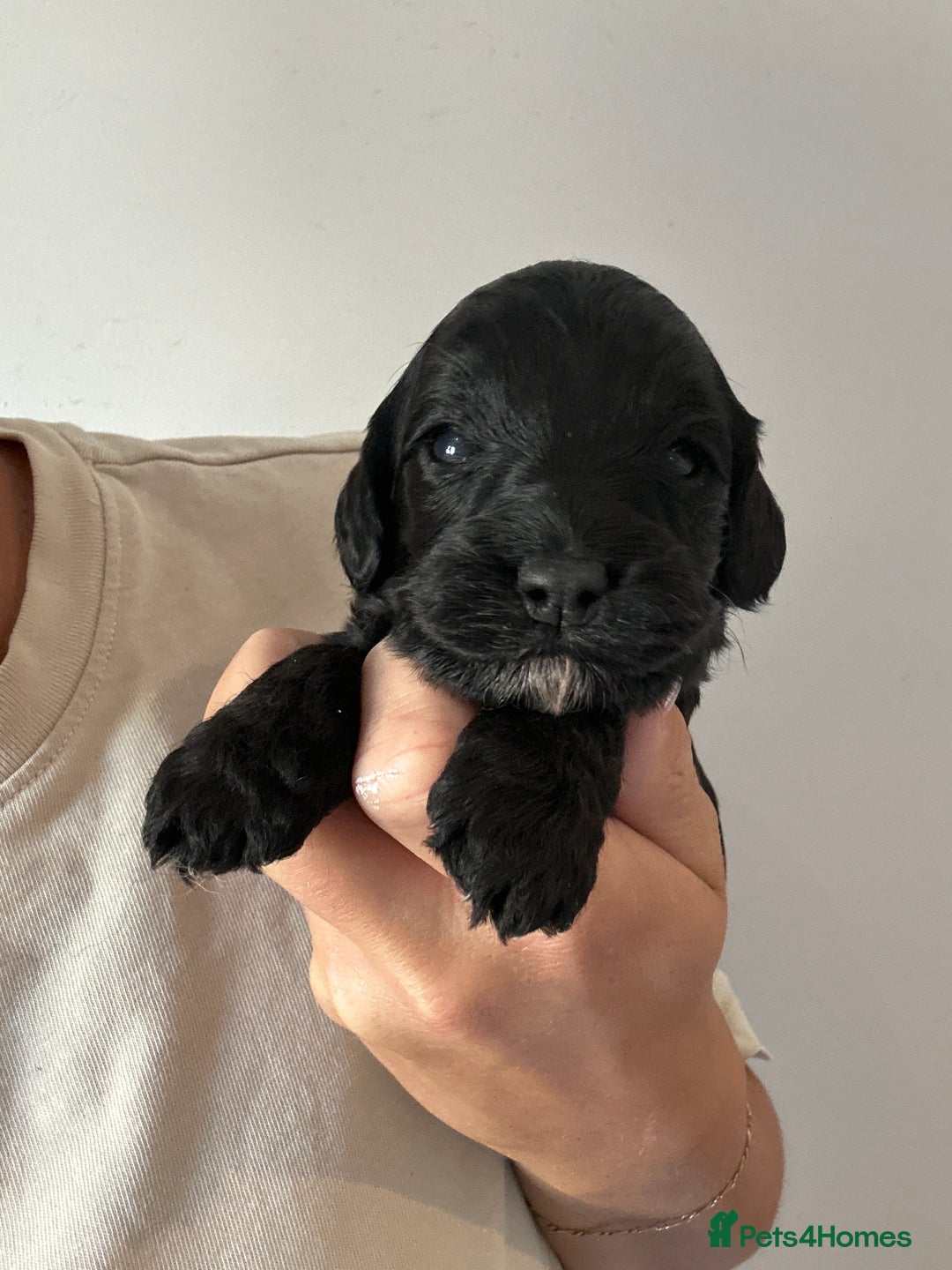 Cockapoo dogs for sale: F1 Cockapoo puppies  - Image 1