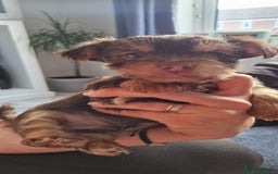 Yorkshire Terrier dogs for sale: Beautifull pedigree yorkshire terriers🐾🦮🐶 - Image 6